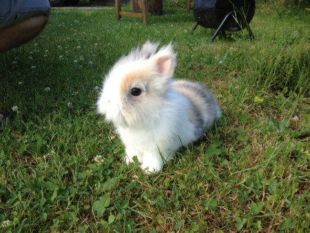 Notre lapin Pinpin qui a 7 ans.
