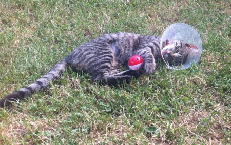 Shcoumoune qui joue.