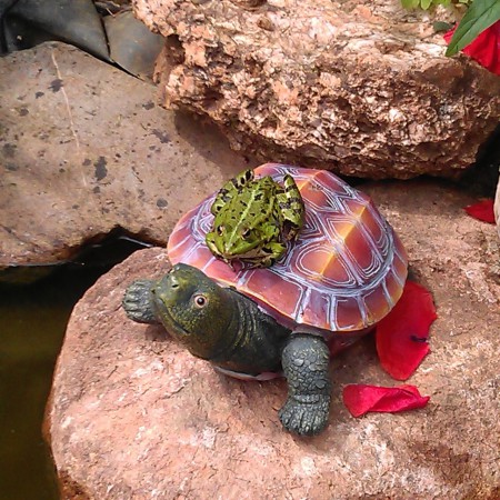 Roquefort sur la tortue.