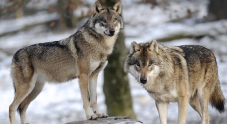 Les loups en France sont en voie d'extinction parce que l'homme les tuent.