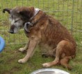 /album/animaux-en-danger/chien-jpg/