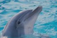 /album/animaux-en-danger/dauphin-jpg/