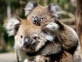 /album/animaux-en-danger/koala-jpg/
