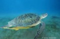 /album/animaux-en-danger/tortue-jpg/