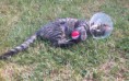 /album/nos-animaux-de-compagnie/shcoumoun-jpg/