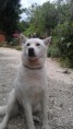/album/nos-animaux-de-compagnie/imag1322-jpg/