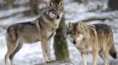 /album/animaux-en-danger/loup-jpg/