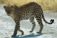 /album/animaux-en-danger/leopard-jpg/